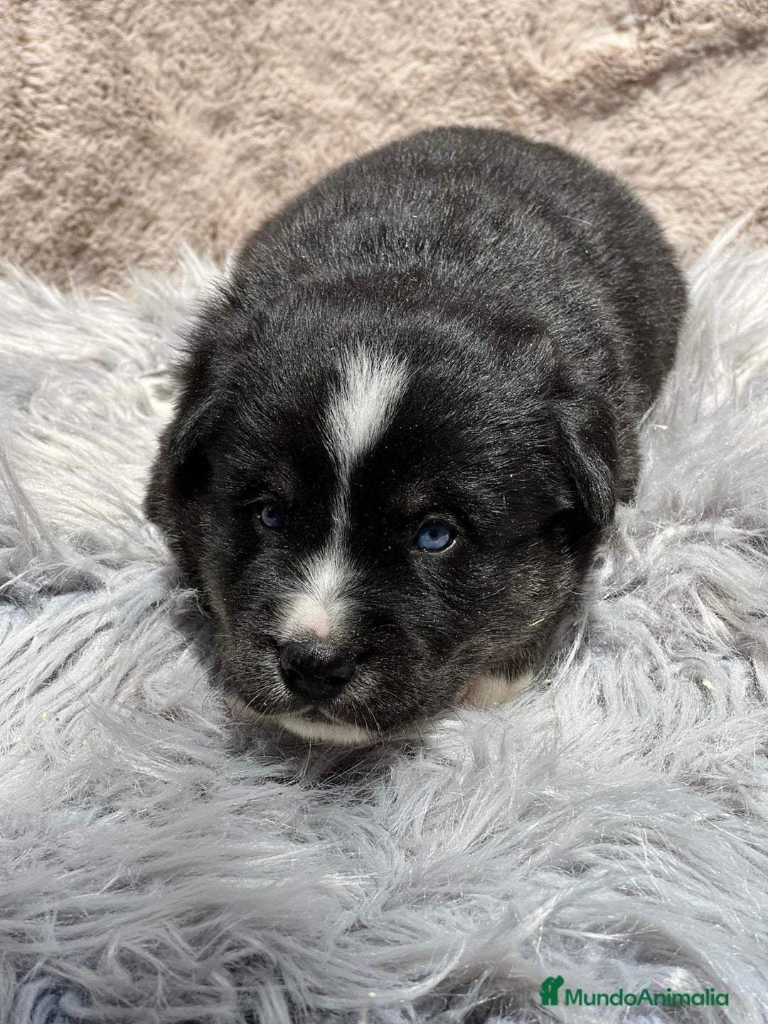 Otras razas perros en venta: Golden con Husky - Imagen 2