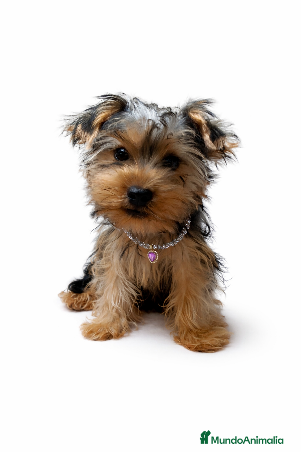 Yorkshire Terrier perros Macho Yorkshire de 3 meses🐾 - Anuncio 6