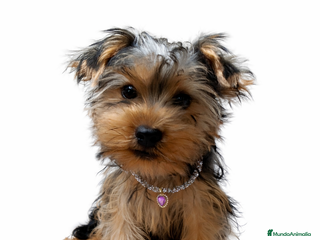 Yorkshire Terrier perros Macho Yorkshire de 3 meses🐾 - Anuncio 6