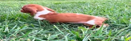 Teckel Miniatura perros en venta: Teckel kaninchen  - Anuncio 18