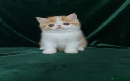 Exótico de Pelo Corto gatos en venta: 🐯 EXOTIC SHORTHAIR RED TABBY & WHITE - Imagen 1