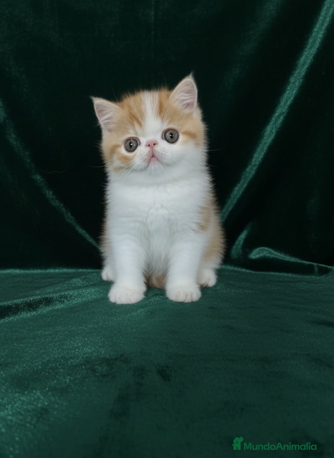 Exótico de Pelo Corto gatos en venta: 🐯 EXOTIC SHORTHAIR RED TABBY & WHITE - Imagen 1