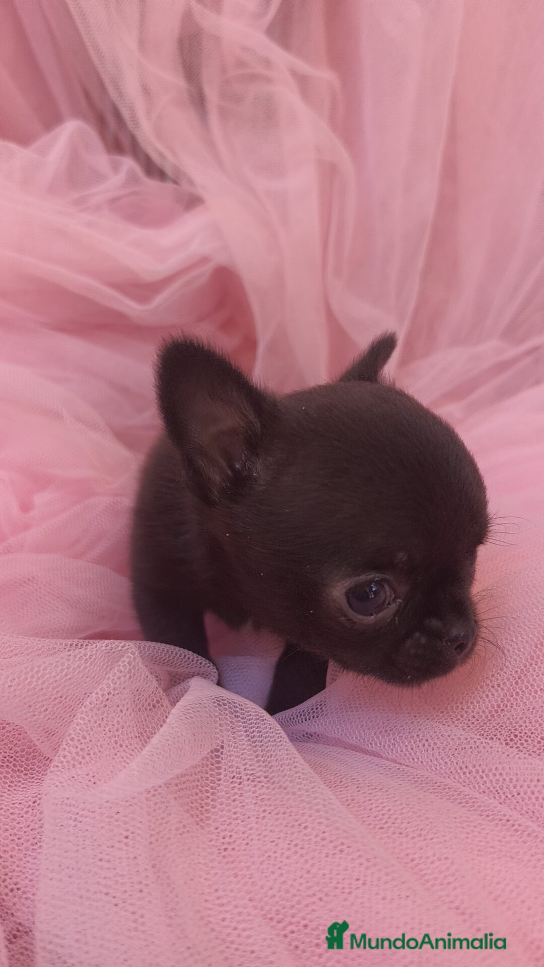 Chihuahua perros en venta: Chihuahua Toy macho Negro - Anuncio 2