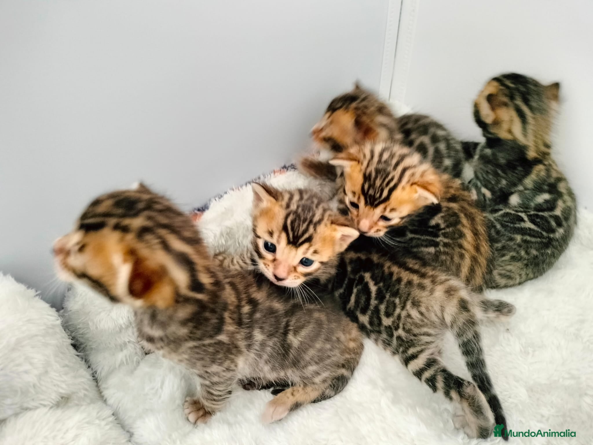 Bengalí gatos Bengalíes  en Cáceres - Anuncio 2