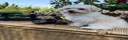 Maltipoo perros en venta: Maltipoo Machos completamente vacunados - Anuncio 2