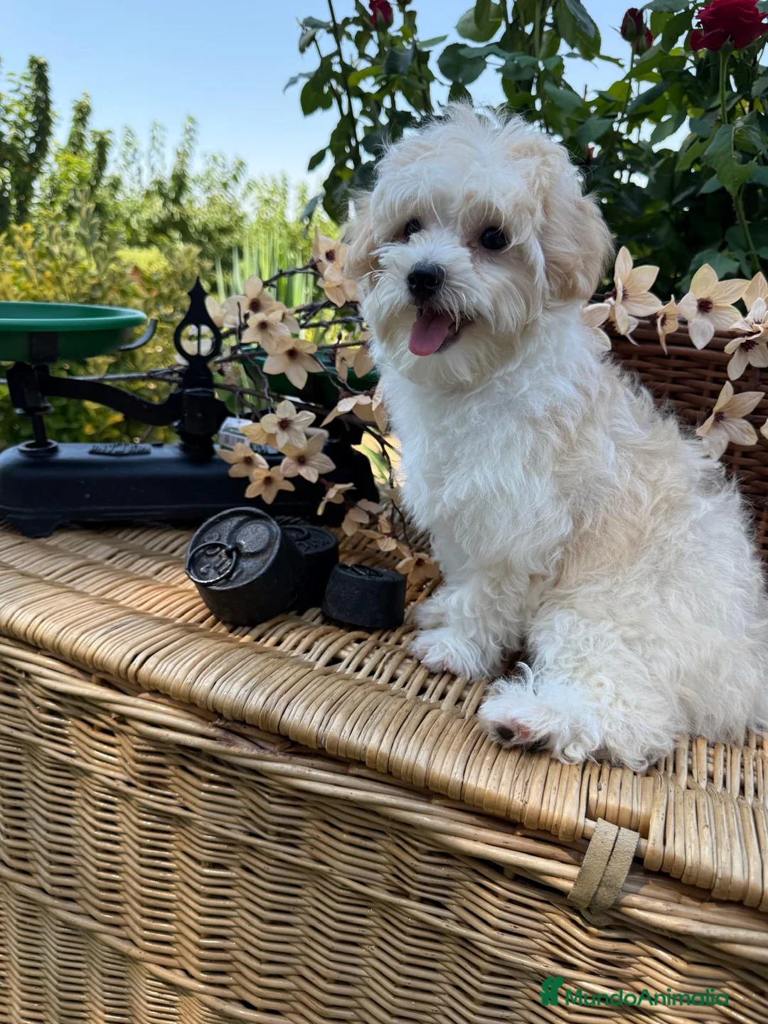 Maltipoo perros en venta: Maltipoo Machos completamente vacunados - Anuncio 2