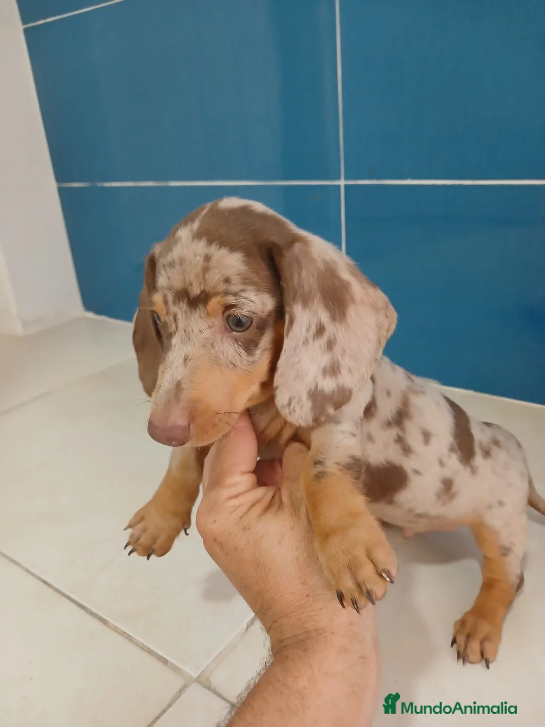 Teckel Miniatura perros en venta: Teckel miniatura merle choco en Alicante - Anuncio 2