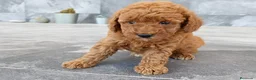 Caniche Toy perros en venta: Caniche toy  - Anuncio 2