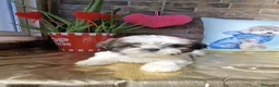 Shih Tzu perros en venta: SHIH TZUS EXCLUSIVOS  - Anuncio 4