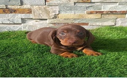 Teckel Miniatura perros en venta: Teckel kaninchen  - Imagen 5