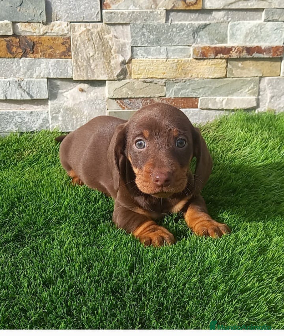 Teckel Miniatura perros en venta: Teckel kaninchen  - Imagen 5