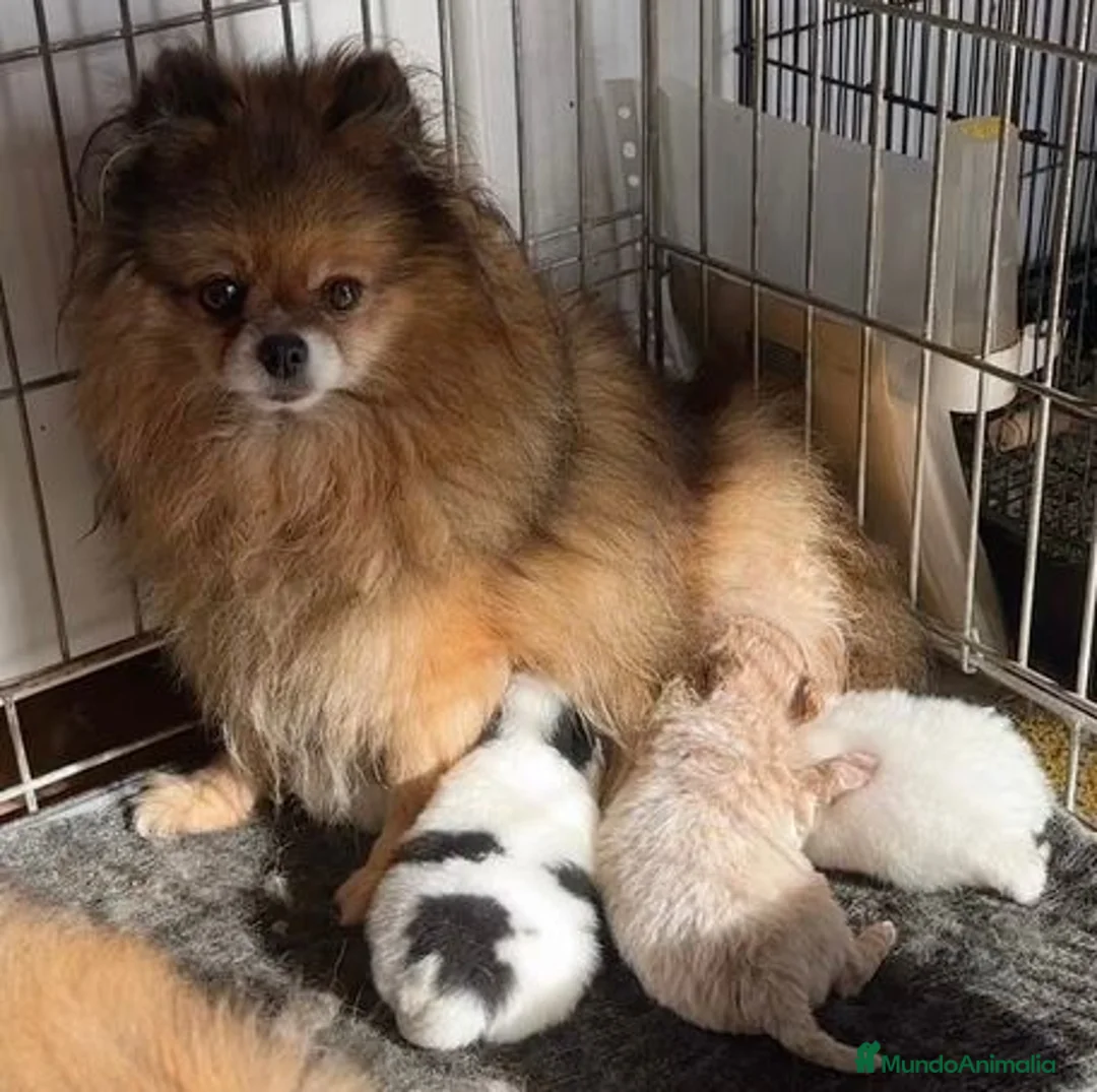 Pomerania perros en venta: Pomerania  - Anuncio 1