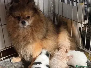 Pomerania perros Pomerania - Anuncio 29