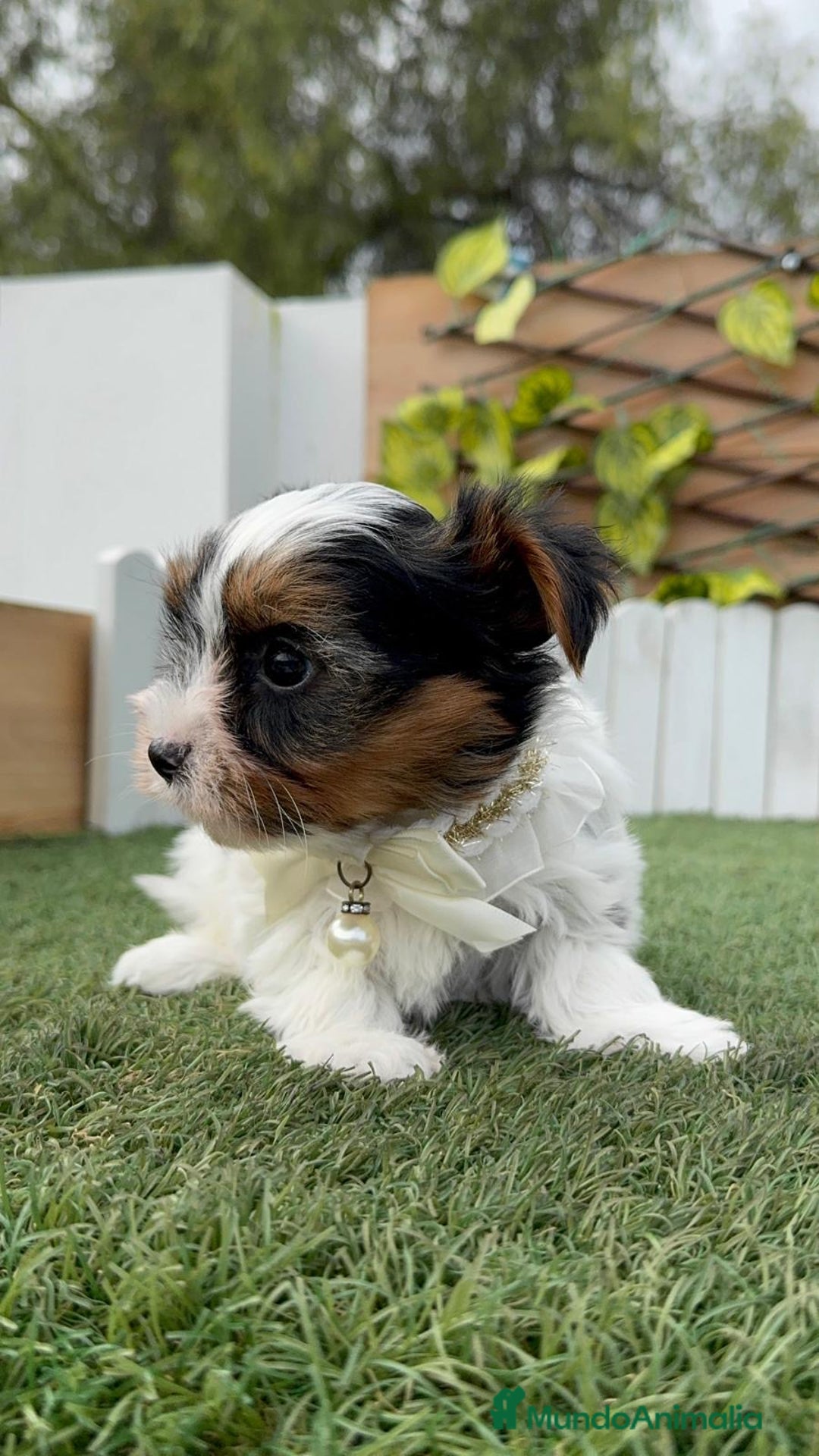 Yorkshire Terrier perros en venta: YORKSHIRE BIEWER - Anuncio 18