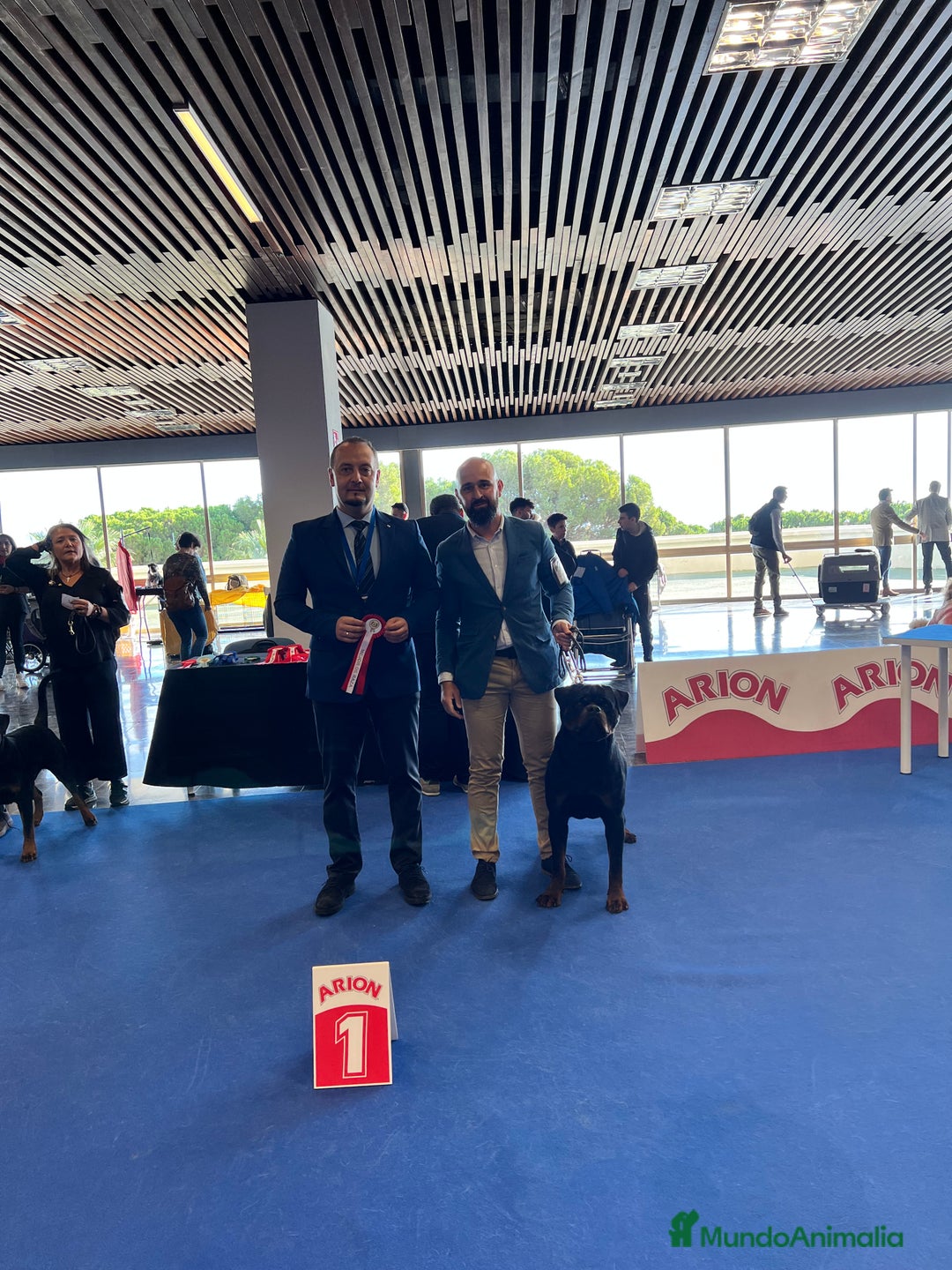 Rottweiler perros para monta: Campeón de España Para montas - Anuncio 4