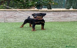 Terrier Alemán de Caza perros en venta: Cachorro macho - Imagen 2