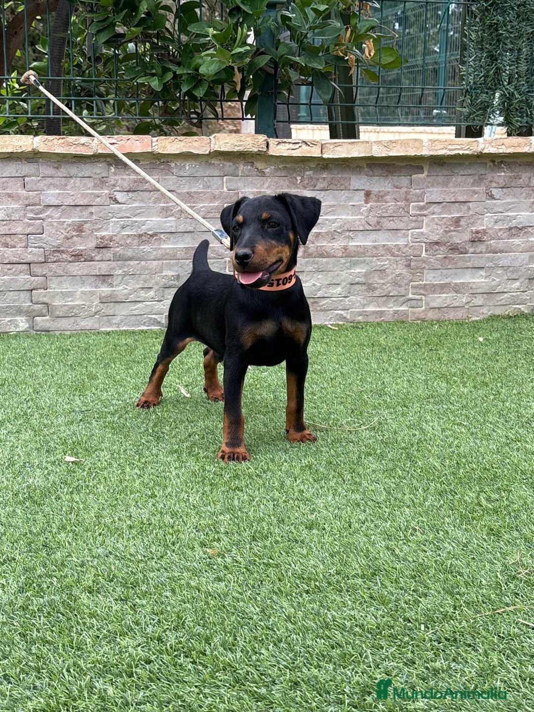 Terrier Alemán de Caza perros en venta: Cachorro macho - Imagen 2