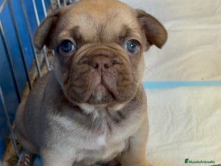 Bulldog Francés perros Precioso macho bulldog francés - Anuncio 3