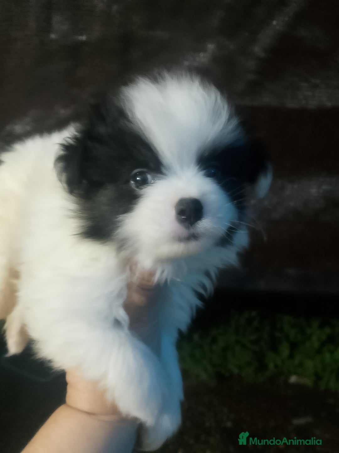 Yorkshire Terrier perros en venta: Último macho de maltipom - Imagen 1