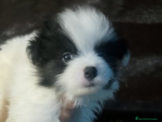 Yorkshire Terrier perros - Anuncio 6