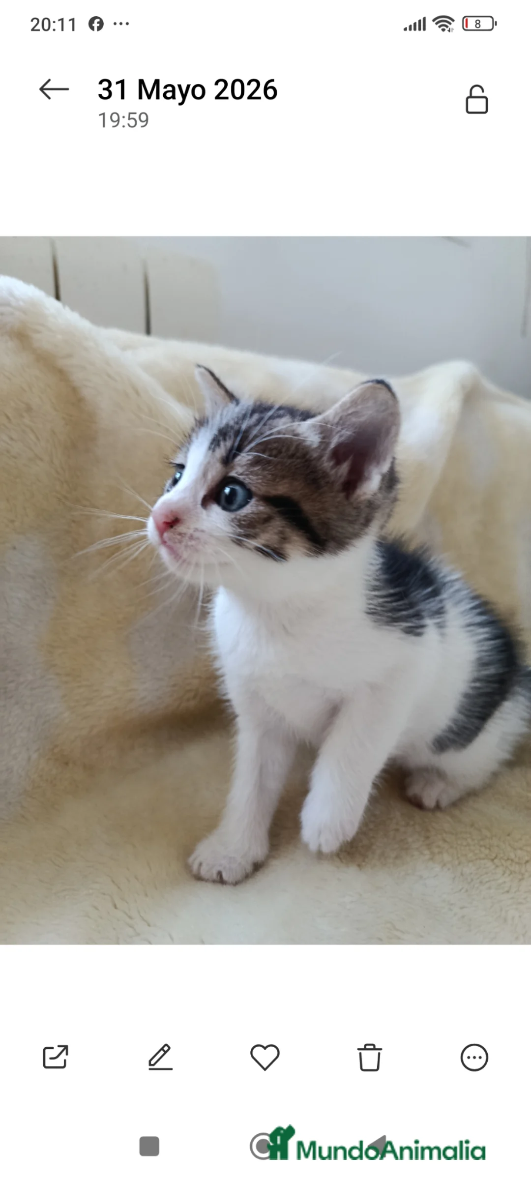Raza Mixta gatos en venta: Cruce de persa - Anuncio 2