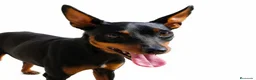 Pinscher Miniatura perros en venta: MINI PINSCHER MACHO - Anuncio 1