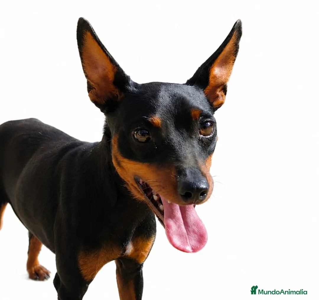 Pinscher Miniatura perros en venta: MINI PINSCHER MACHO - Anuncio 1