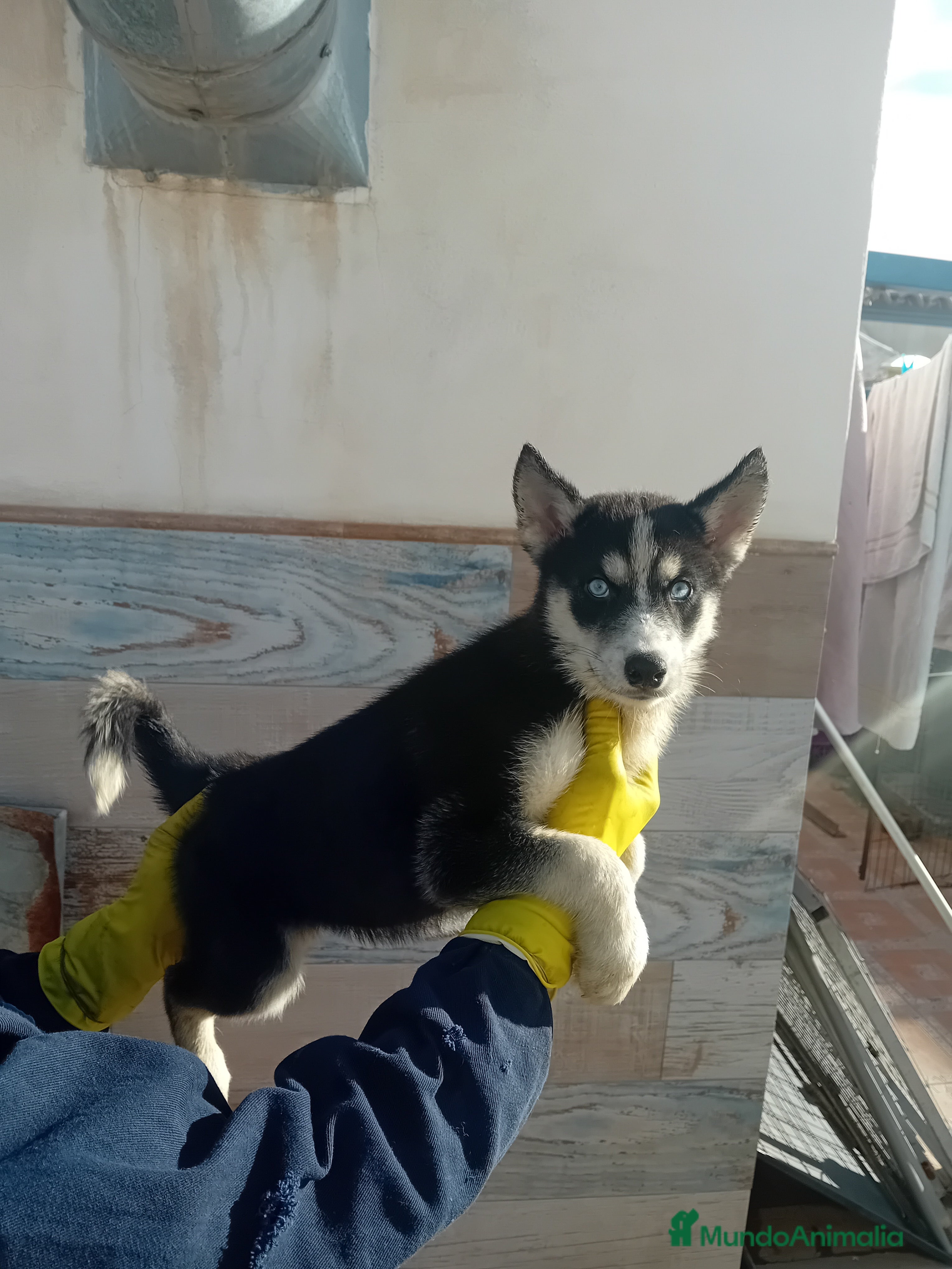 Husky Siberiano perros ‼️‼️husky siberianos - Anuncio 21