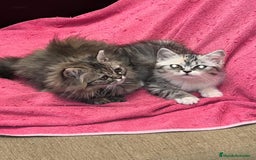 Persa gatos en venta: Persas - Imagen 1