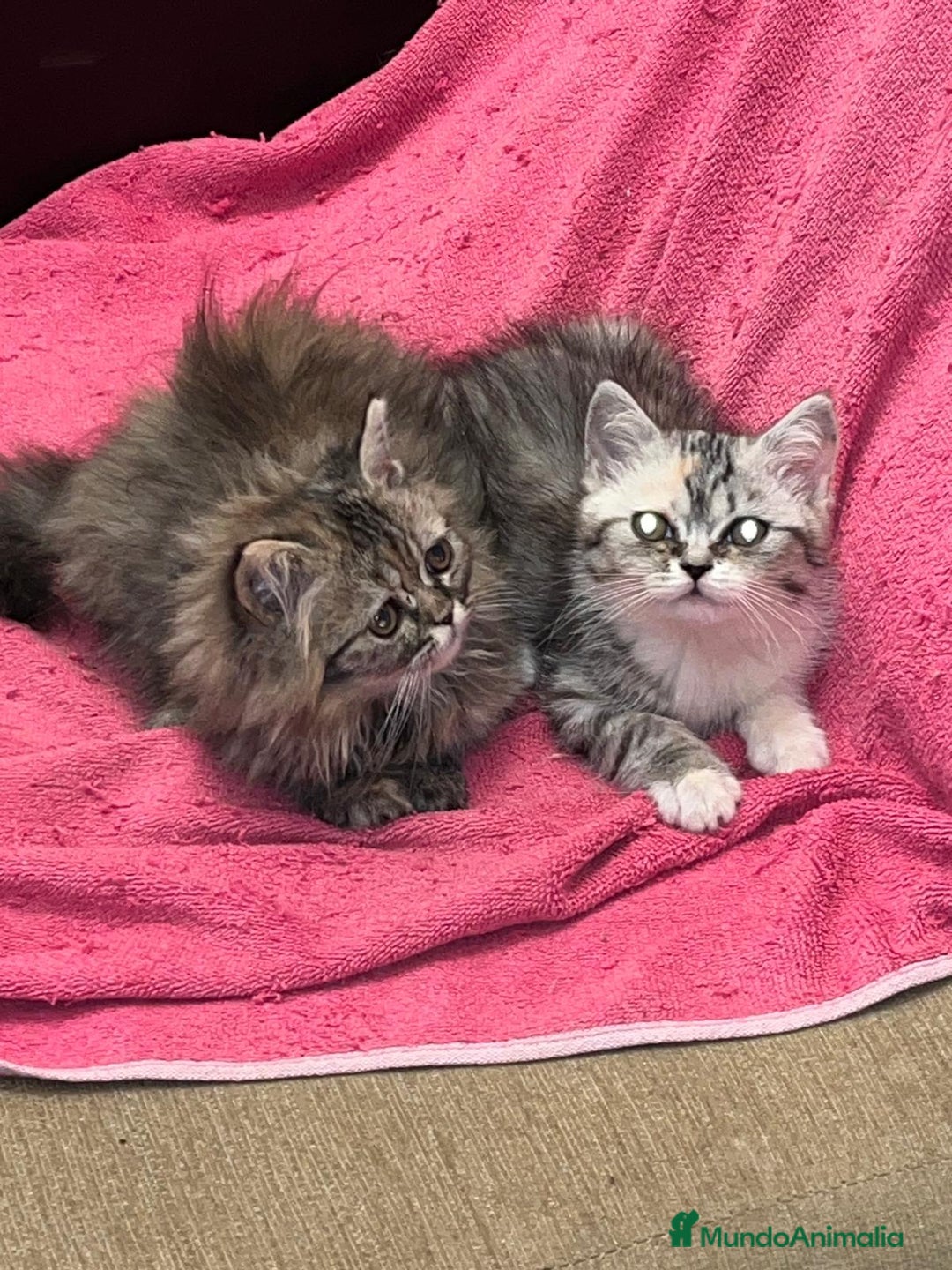 Persa gatos en venta: Persas - Imagen 1