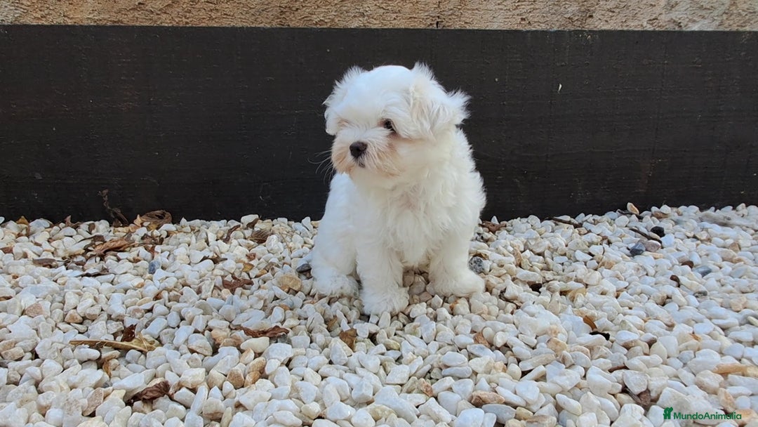 Bichón Maltés perros en venta: Cachorrito Bichon Maltes  - Imagen 2