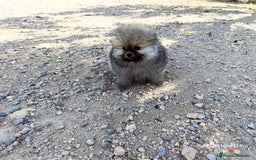 Pomerania perros en venta: PRECIOSA BOLITA DE MACHITO CHIQUITIN DE POMERANIA - Imagen 5