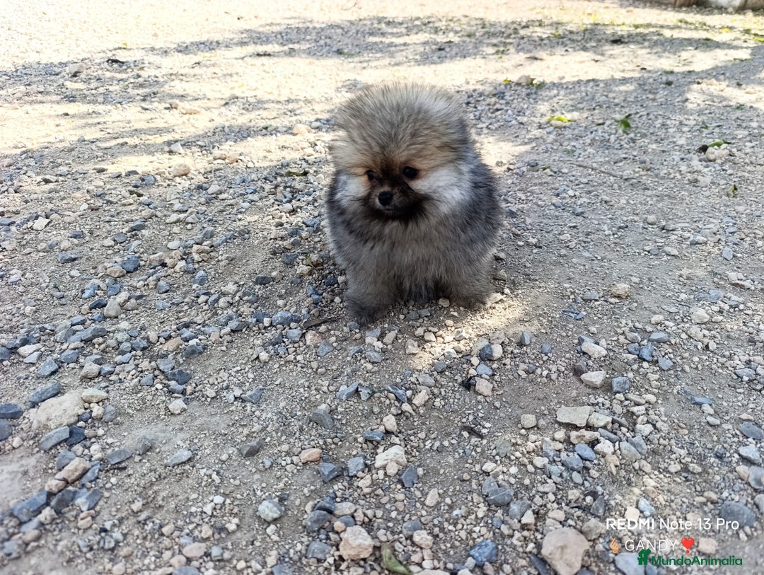Pomerania perros en venta: PRECIOSA BOLITA DE MACHITO CHIQUITIN DE POMERANIA - Imagen 5