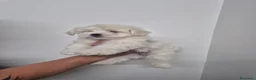 Bichón Maltés perros en venta: Bichon Maltes  - Anuncio 5
