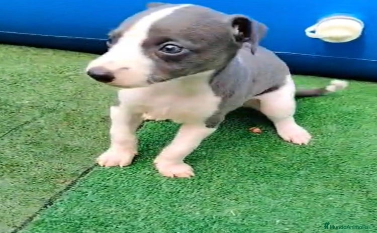 Whippet perros - Propaganda 1