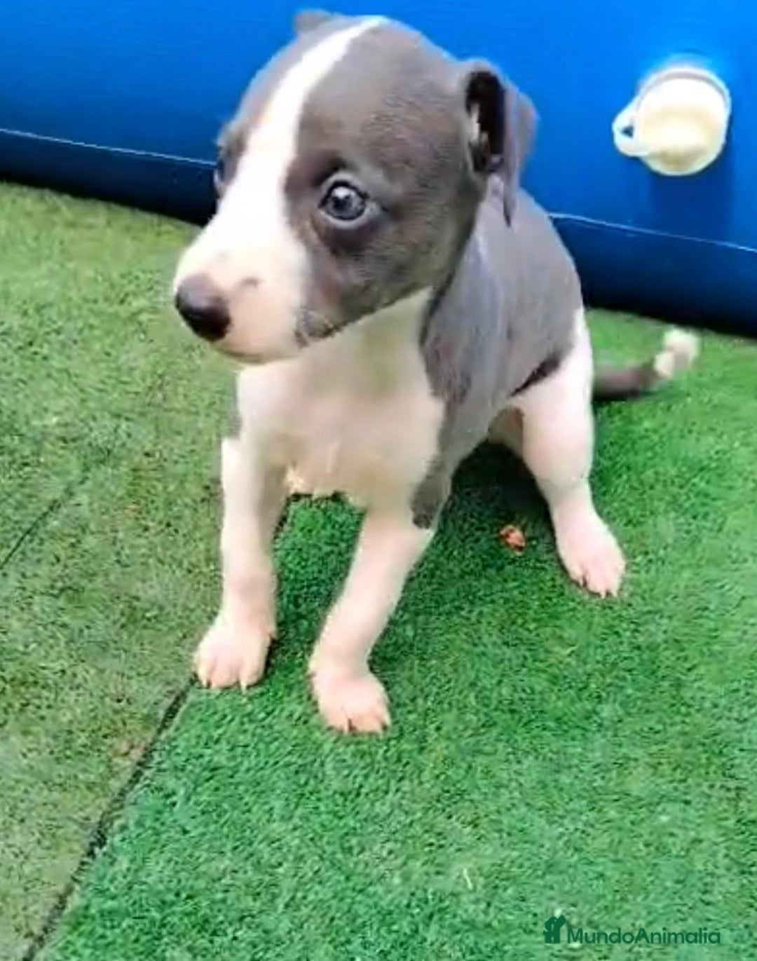 Whippet perros en venta: Whippet blue, isabela verdino - Imagen 1