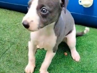 Whippet perros - Anuncio 5