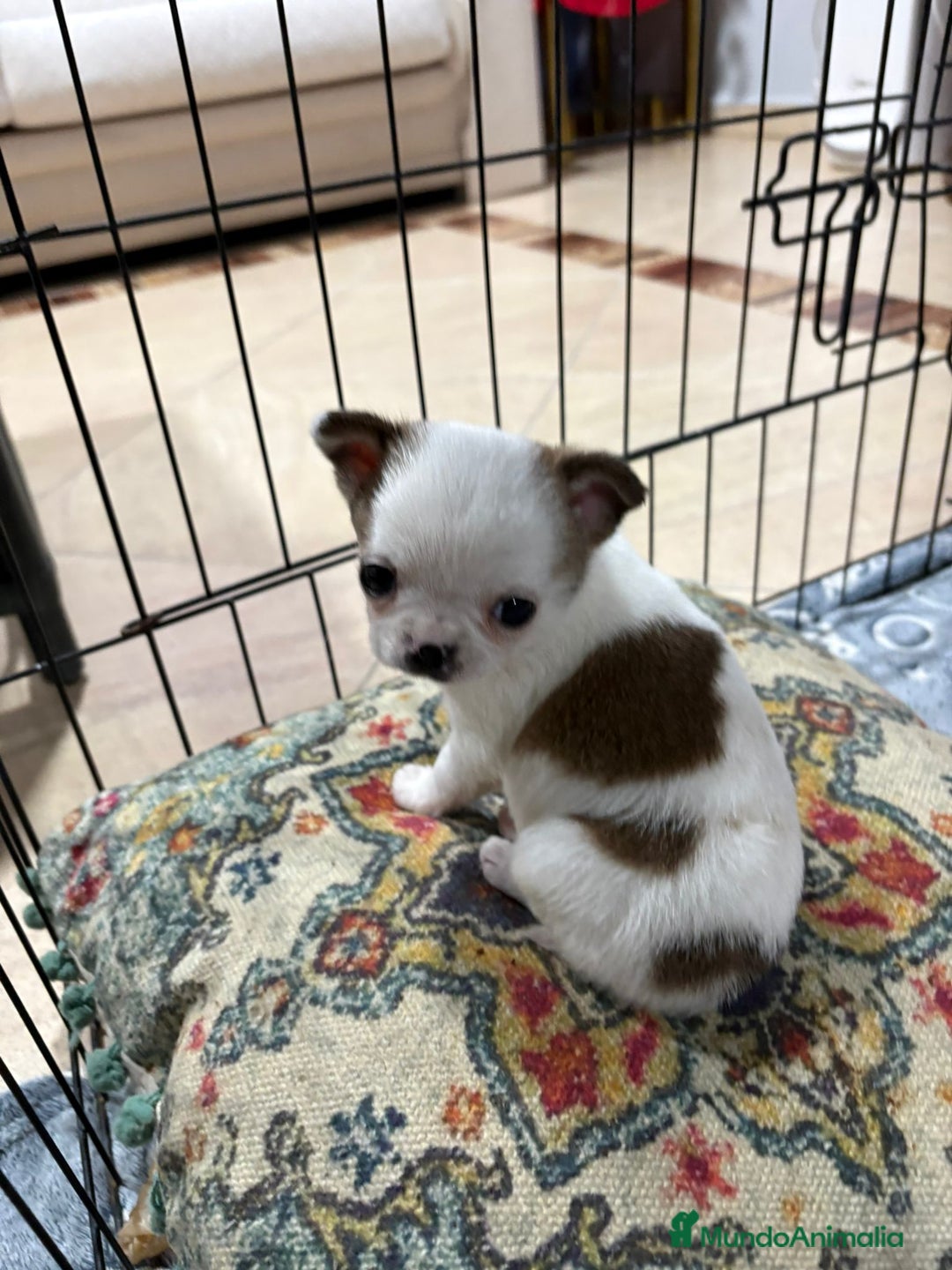 Chihuahua perros en venta: Chihuahua mini toy tricolor  - Anuncio 14