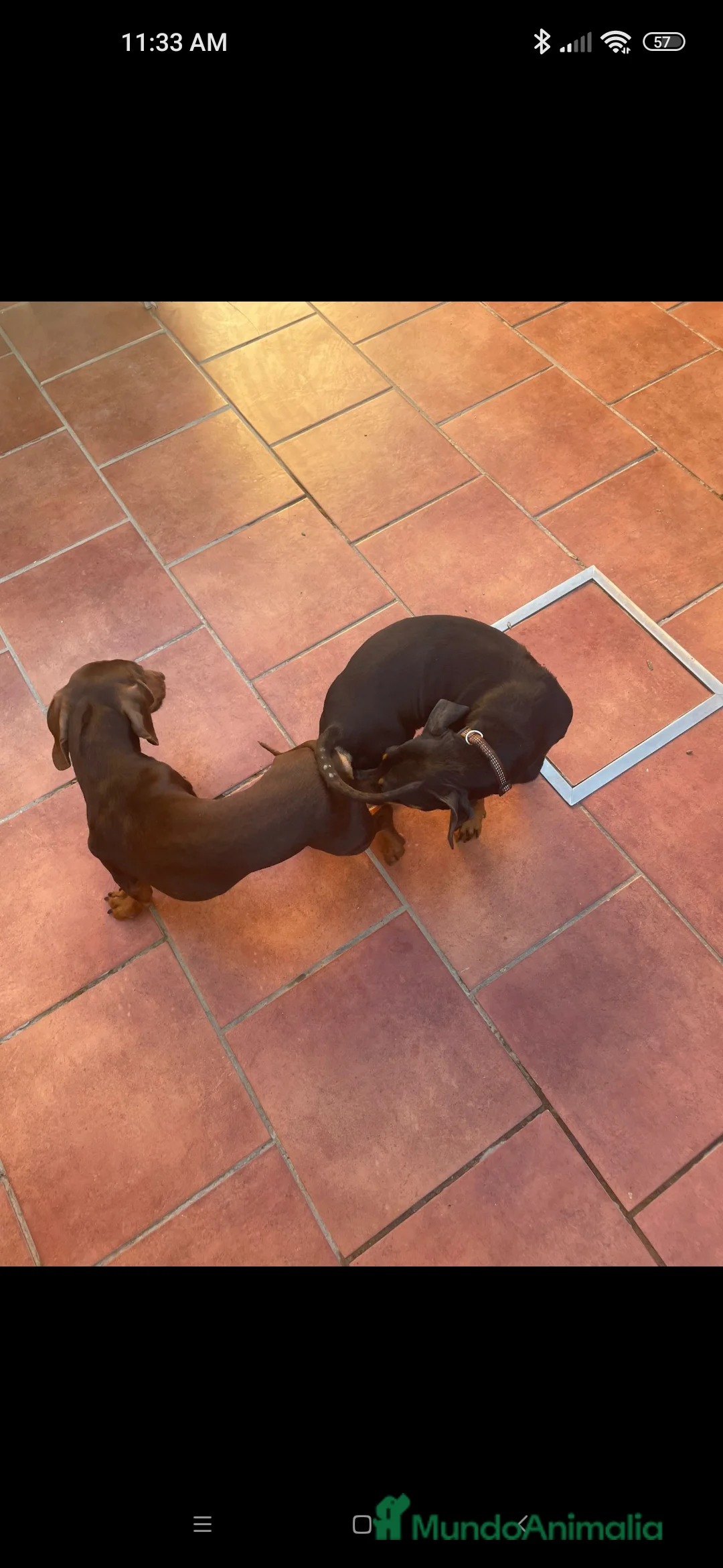 Teckel perros para monta: Teckel chocolate mini para montas en Sevilla - Anuncio 2