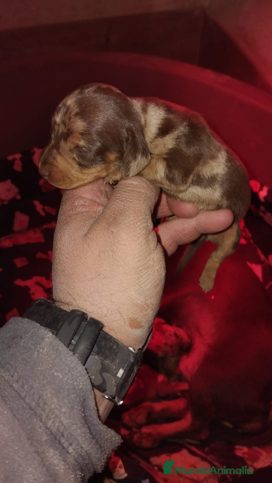 Teckel Miniatura perros en venta: Hembras teckel arlequín choco kaninchen - Anuncio 2