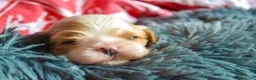 Cavalier King Charles Spaniel perros en venta: cachorros calidad compañia macho y hembra - Anuncio 3