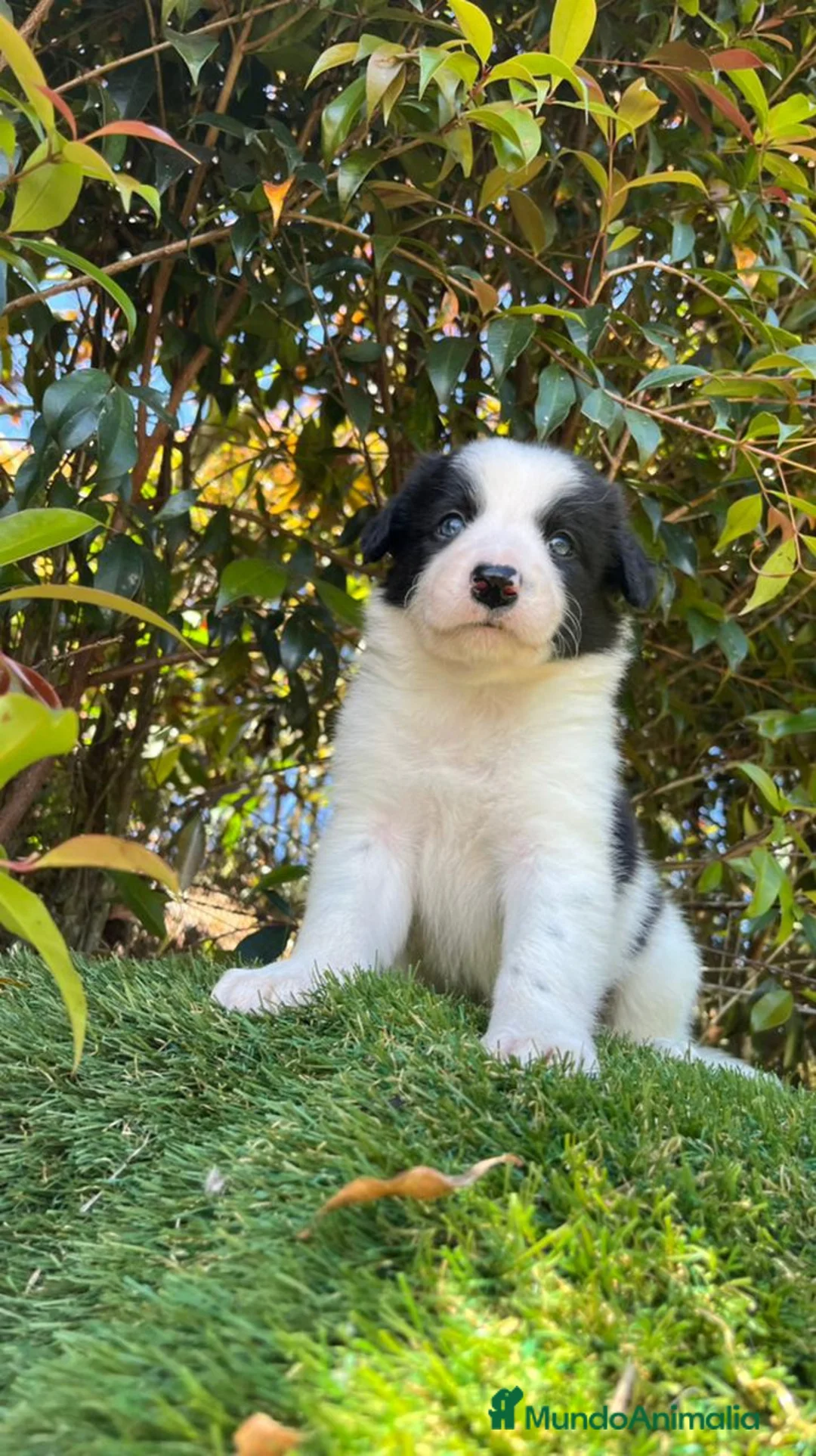 Border Collie perros en venta: Border collie  - Anuncio 3