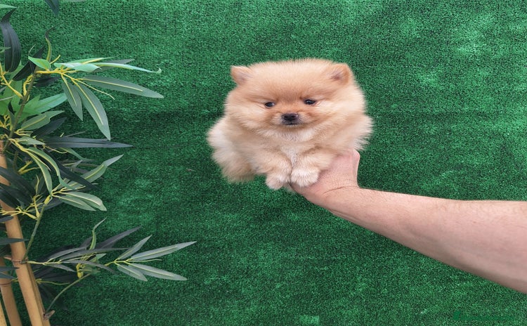 Pomerania perros - Anuncio 3