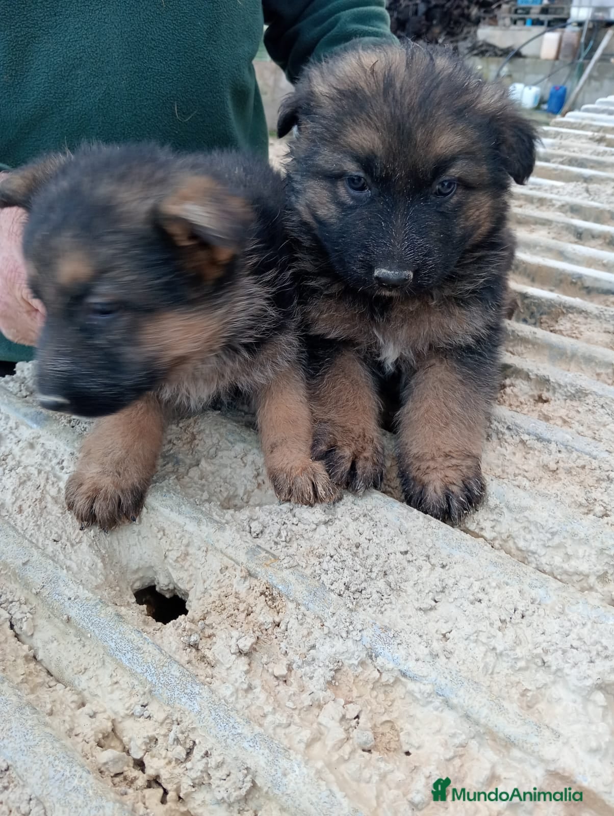 Pastor Alemán perros Pastor alemán  - Anuncio 3
