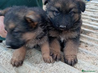 Pastor Alemán perros Pastor alemán - Anuncio 3