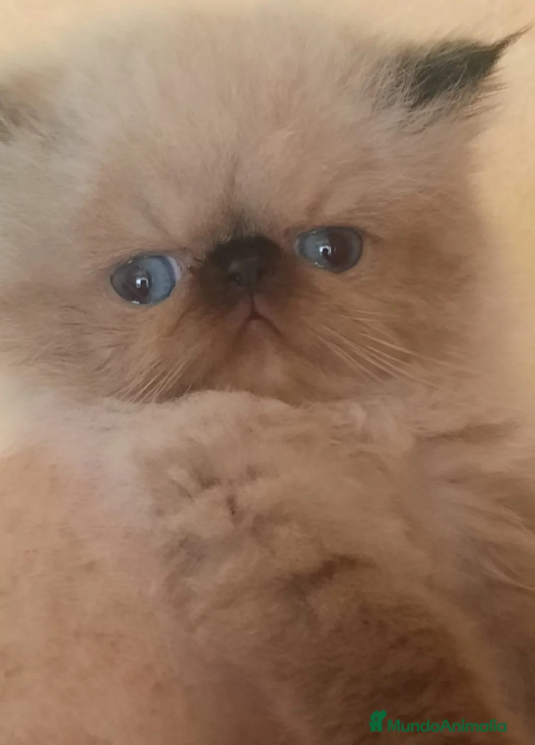 Himalayo gatos en venta: GATOS PERSAS HIMALAYOS  en Murcia - Anuncio 2
