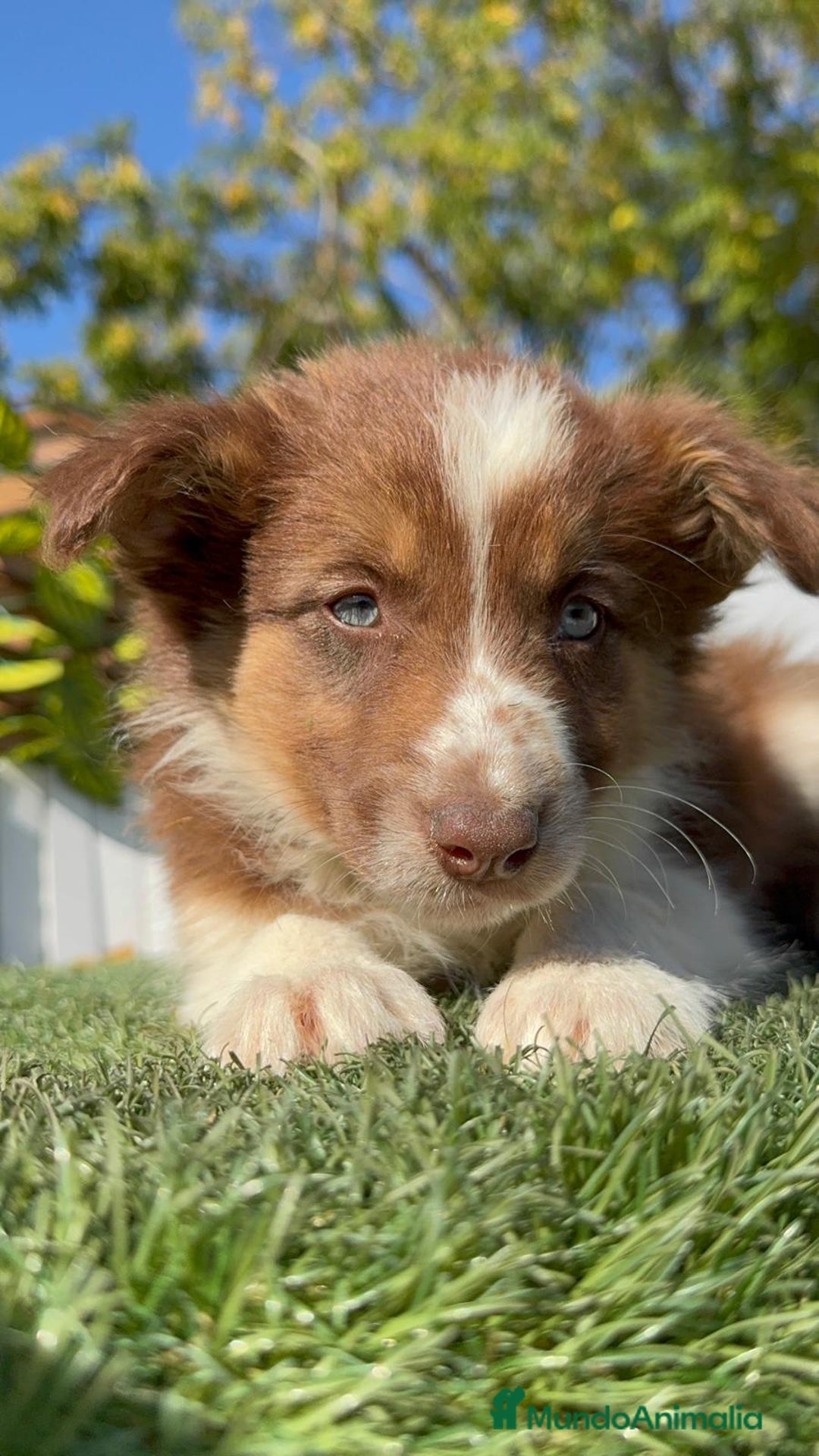 Border Collie perros en venta: BORDER COLLIE - Anuncio 40