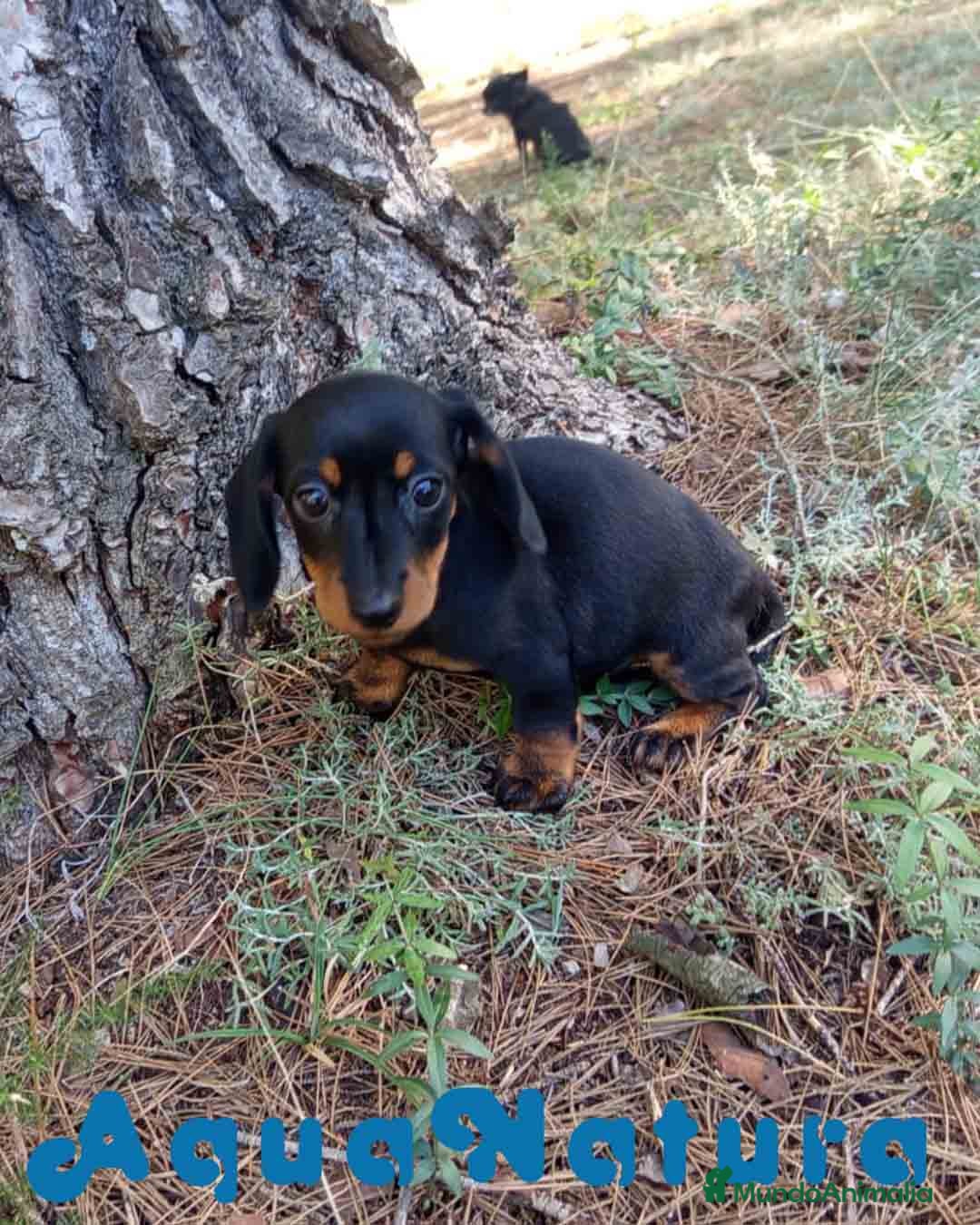 Teckel Miniatura perros en venta:  Teckel Hembra de Tiana y Tilo 4487 AQUANATURA - Anuncio 5