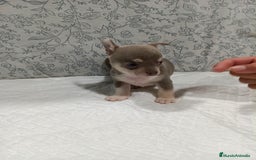 Chihuahua perros en venta: Chihuahua macho toys - Imagen 7