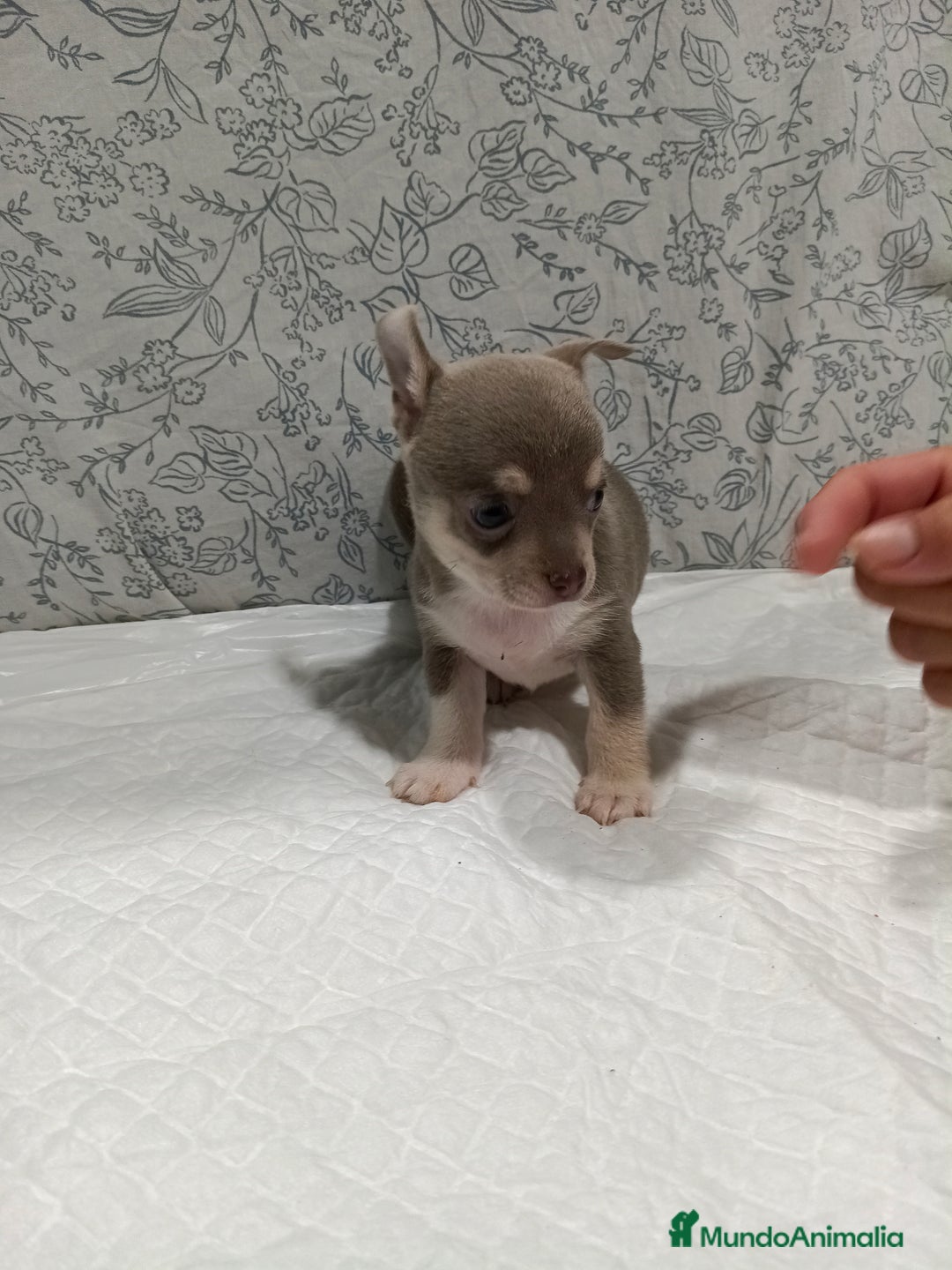 Chihuahua perros en venta: Chihuahua macho toys - Imagen 7